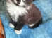 Pretty kittens