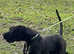 BANDOG MASTIFF CHAPPO, Extasy bandog kennels!