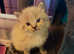 READY NOW !DISCOUNTED PRICE!! 2 AMAZING PERSIAN KITTENS WITH UNIQUE MARKINGS FOR SALE