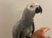Young Handreared Super Tame Cuddly African grey