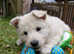 Long Coat Pups - Health tested parents