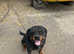 For sale Rottweiler puppies