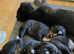 Cane Corso Italian mastiff stunning puppies