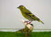 Siskins