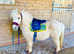 Tawna & Blaze A Super Friendly Shetland Pair.