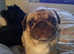 PUG OR FRENCH BULLDOG WANTED FOR ADOPTION FOR LOVING HOME