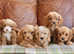 Stunning F1b Health Tested Cavapoo Puppies