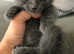Beautiful Sphynx Cross Dwelf Male Kitten