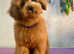 TOY POODEL BEAUTIFUL GIRLREADY NOW
