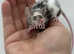 5 female fancy mice (please read description).