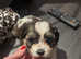 Shichon pups for sale