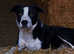 1 year old Collie to rehome