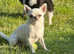 Female chihuahua