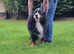 Bernese Mountain Dog Puppies