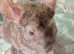 Chinchilla