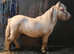 Miniature shetland ponies