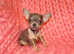 XXXXXXS Micro Tiny KC Registered Blue & Tan Chihuahua Girl Puppy 6 Months Old