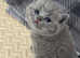 British shorthair kittens