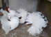 WHITE FANTAIL PIGEONS / DOVES