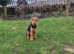 Airedale terrier male 11 months old