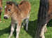 Shetland  mare