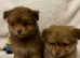 Stunning Fluffy Teddy Bears Pomeranian x Toy Poodle