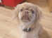 A beautiful little shih itzu for sale
