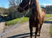 Welsh d filly