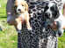 COCKER SPANIEL PUPPIES