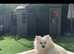 White Pomeranian