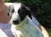 Millie - girl saved by our vet super family pet ready to travel to your family- is she your girl ?