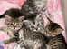 5 Beautiful Persian X kittens