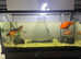 Fancy Goldfish and Loach for sale