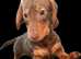 Beautiful chocolate dachshund DNA CLEAR