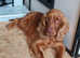 Spayed Cocker Spaniel Female For Rehoming.