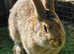 4 month old conti/ papillon Agouti doe