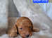 Top quality golden cockapoo pups