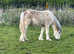 Cob filly show stopper