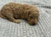 Miniature Labradoodle F1BB