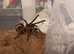Phormictopus El Salvador, 4 inches dls