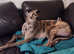 RESCUE GREYHOUNDS FOR ADOPTION