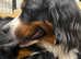 Finest Bernese Mountain Dog Puppies -