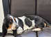 Bassett hound puppies for sale