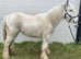 Yearling blue and white cob