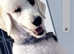 Standard poodle