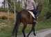 Smart 15.3 7yo Irish ROR gelding