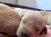 Quality KC Registered Labrador Retriever Puppies