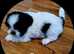 Shih Tzu puppies for sale 4 boys