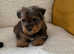 Wawauzer puppy