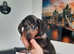 DACHSHUND.  3 BOYS AVAILABLE